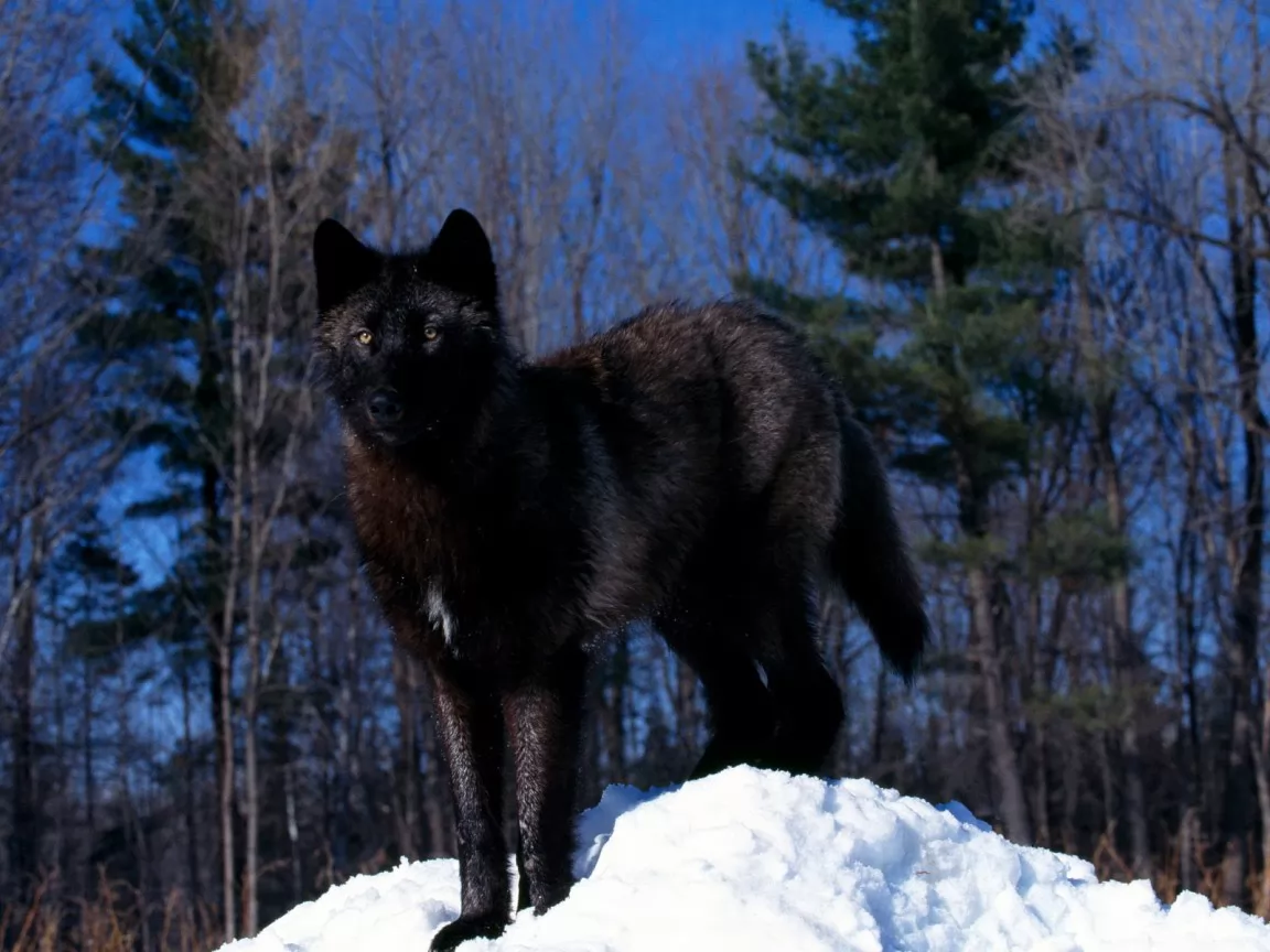 The Black wolf, animals, black, wolves x