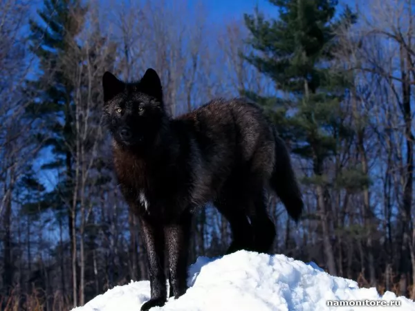 Черный волк, Дикие