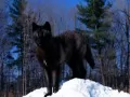 выбранное изображение: «Черный волк»