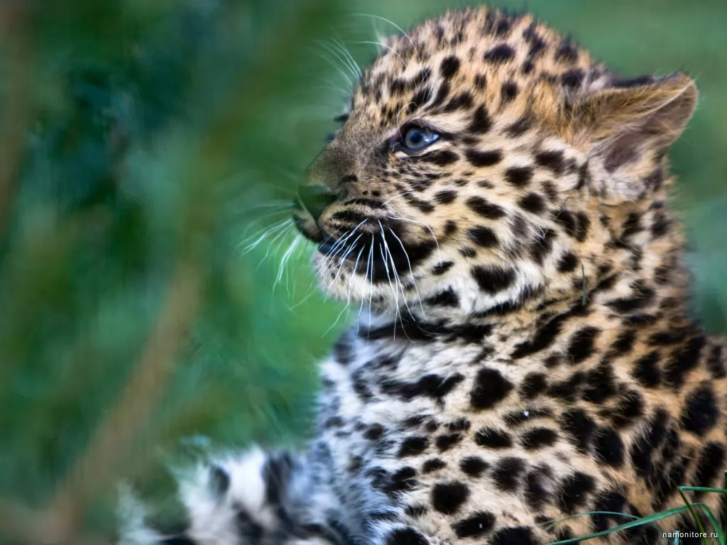 Детёныш леопарда, животные, коричневое, котята, кошки, леопарды х
