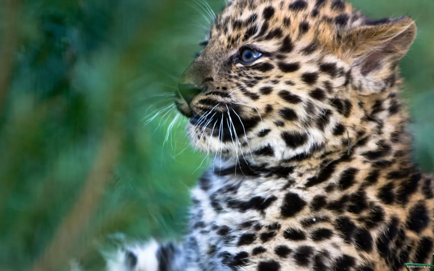 Детёныш леопарда, животные, коричневое, котята, кошки, леопарды х