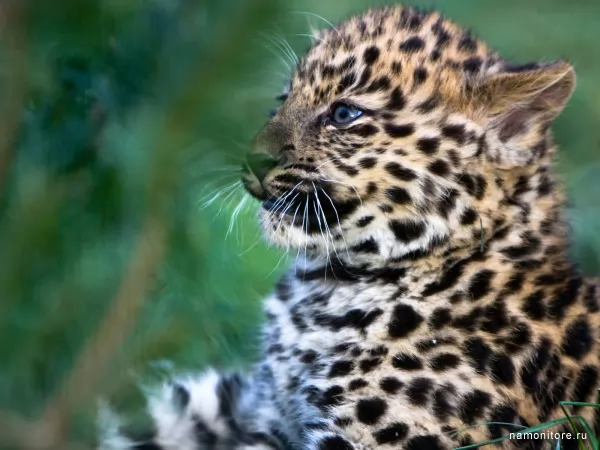 Детёныш леопарда, Дикие