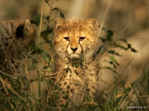 Cub of a cheetah, Wild