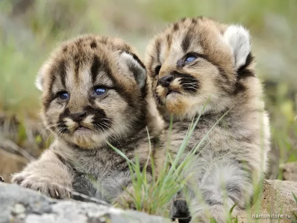 Cubs, Wild