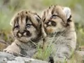 open picture: «Cubs»