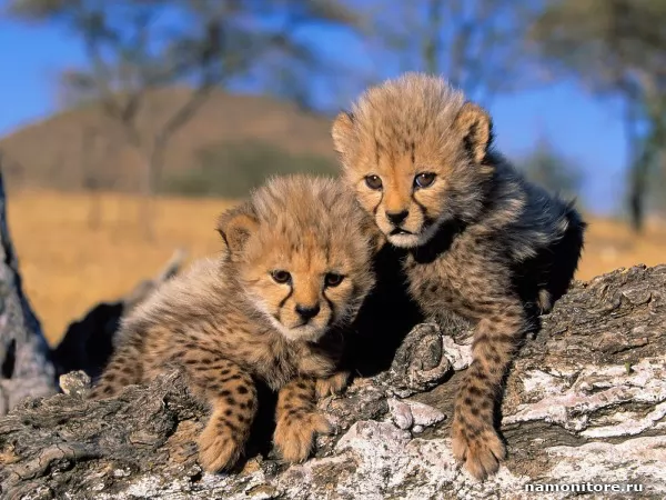 Cubs, Wild