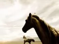 open picture: «Wild horses»