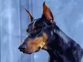 open picture: «The Dobermann terrier»