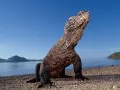 open picture: «Dragon of island Komodo»