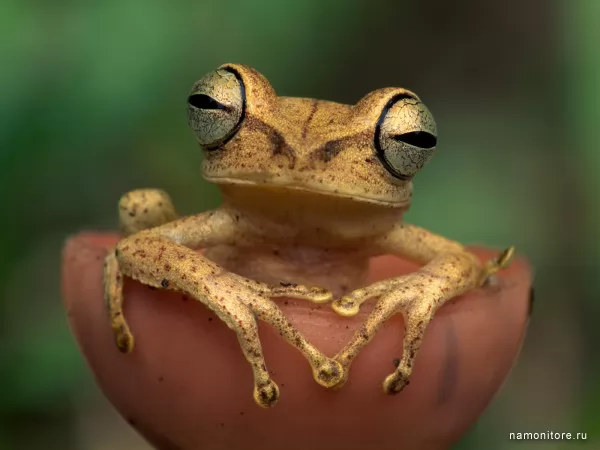 Wood frog, Wild
