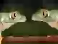 Wood frogs