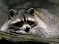 open picture: «Raccoon»