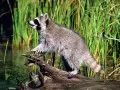 current picture: «Raccoon»