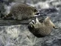 open picture: «Raccoons»