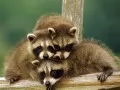 open picture: «Raccoons»