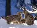 open picture: «Euroasian lynxes»
