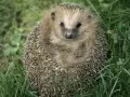 open picture: «Hedgehog»