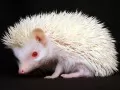 open picture: «Hedgehog-albino»