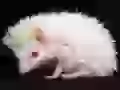 Hedgehog-albino