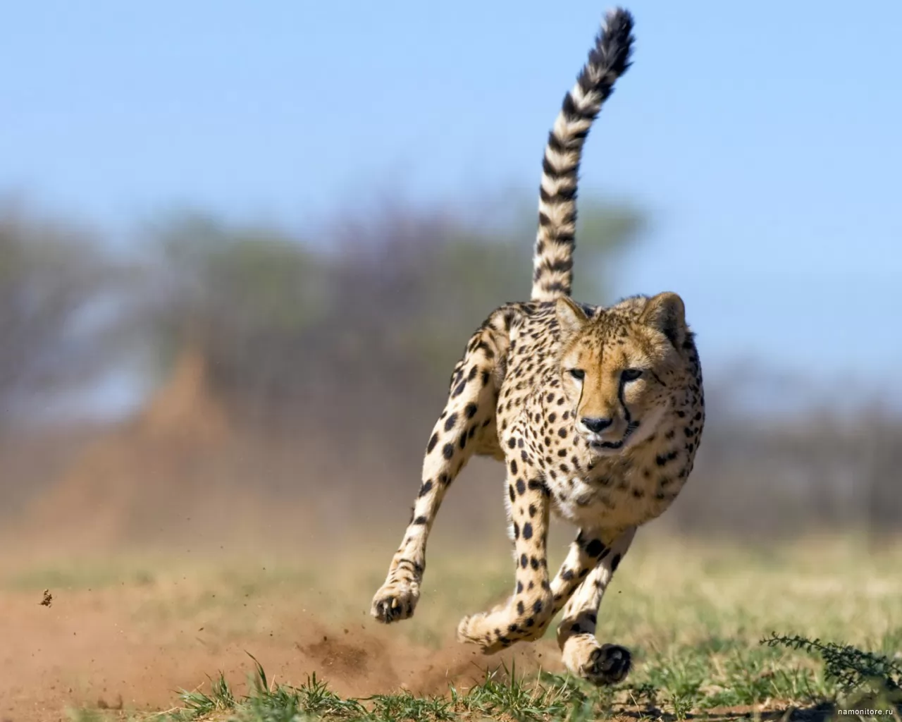 Cheetah, animals, cats, cheetahs x