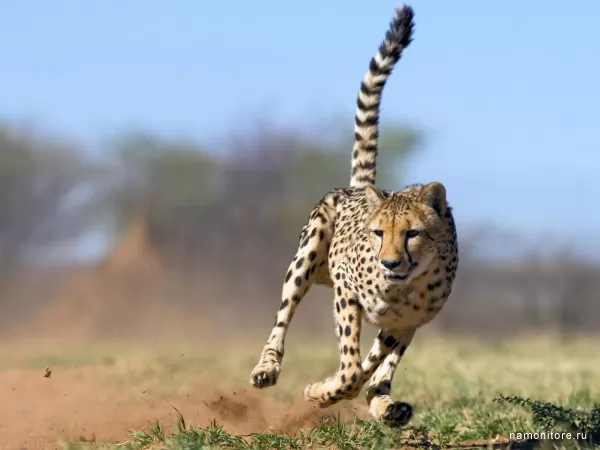 Cheetah, Wild
