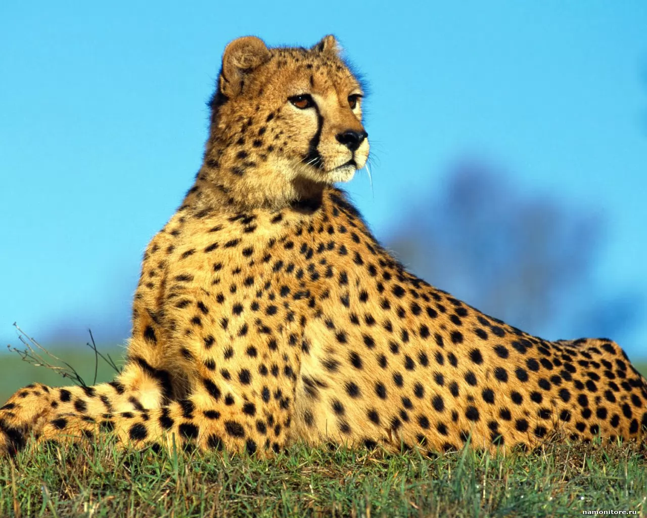 Cheetah, animals, cats, golden, leopards x