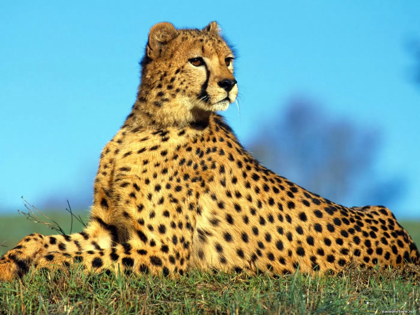 Cheetah, animals, cats, golden, leopards x