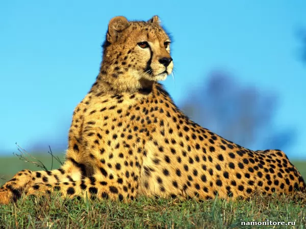 Cheetah, Wild