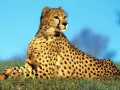 open picture: «Cheetah»