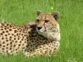 open picture: «Cheetah»