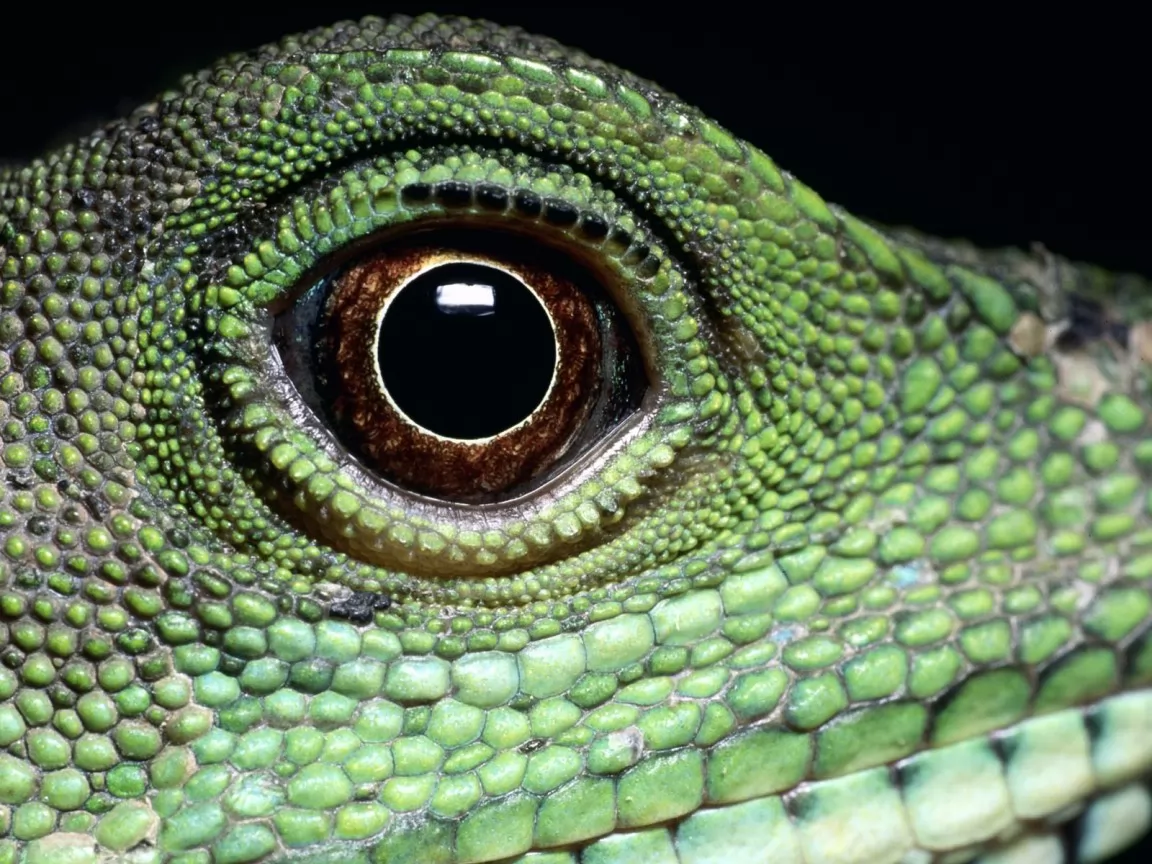The Eye, amphibious, animals, best, eye, green x