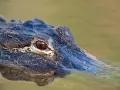 open picture: Eyes of a crocodile