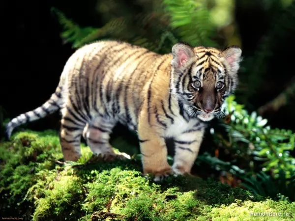 Big-eyed tiger cub, Wild