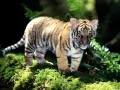 current picture: «Big-eyed tiger cub»