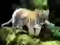 Big-eyed tiger cub
