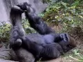 current picture: «Gorilla»