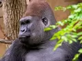 open picture: «Gorilla»