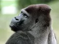 open picture: «Gorilla»