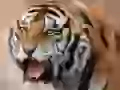 Fearsome tiger