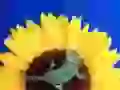 Chameleon on sunflower