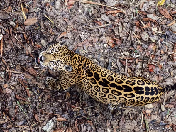 Predator, Wild