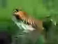 Predator in a jump