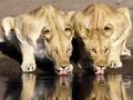 open picture: «lionesses Exhausted with thirst»