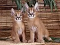 current picture: «Caracals»