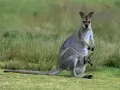open picture: «Kangaroo with a cub»