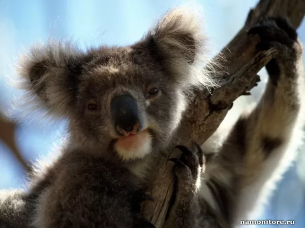 Koala, Wild