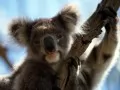 current picture: «Koala»