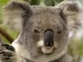 open picture: «Koala»