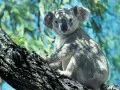 open picture: «Koala»