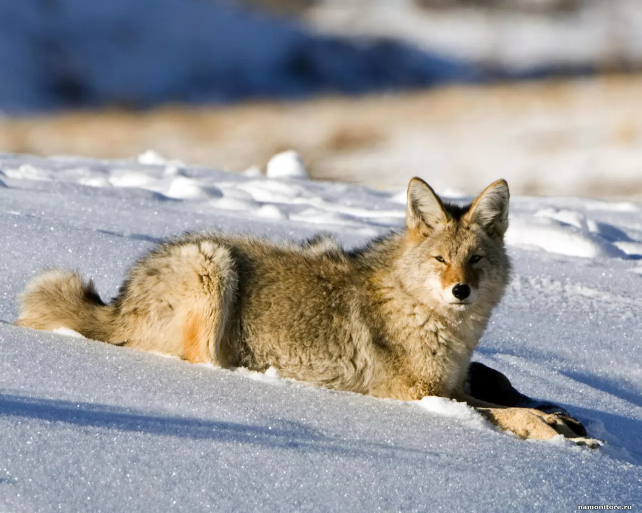 Кoйот on snow, animals, winter x